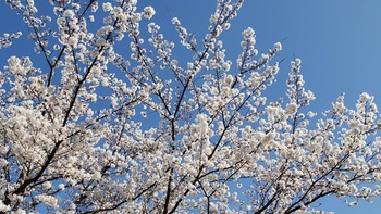 桜　.jpg
